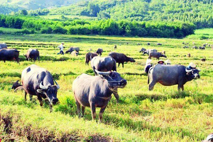 Chiêm bao thấy đàn trâu